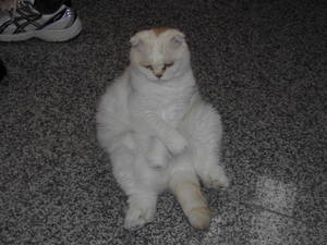 我が家の猫