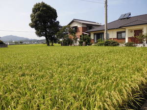稲