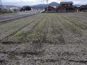 コスモス田