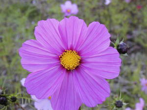 コスモスの花