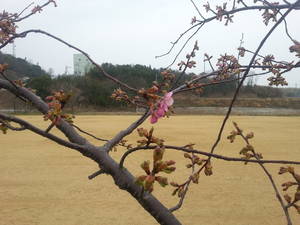 桜2