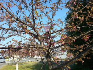 桜