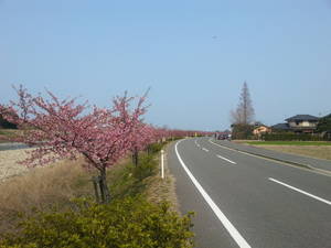 桜1