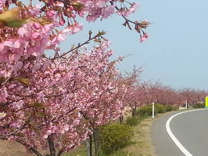 桜2