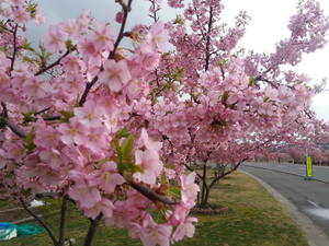 桜1
