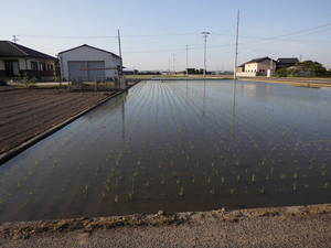 田植え