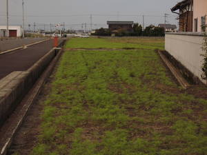 コスモス2