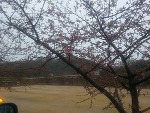 河津桜