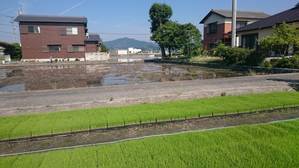 苗