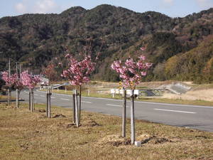 高揚桜
