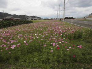 コスモス