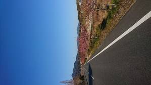 河津桜