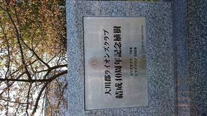河津桜2