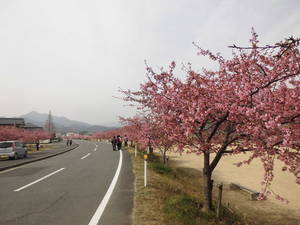 河津桜