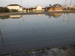 田植え