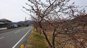 河津桜