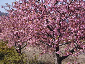 河津桜