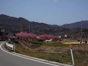 遠くからの河津桜