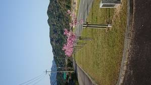 高揚桜