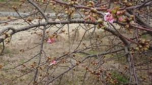 河津桜