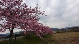 河津桜