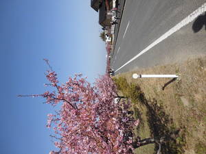 河津桜