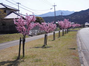 高揚桜