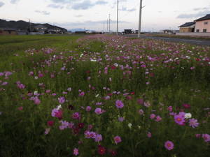 コスモス現状