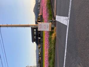 コスモス