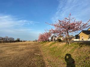 河津桜花