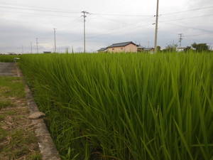 稲穂