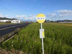 こすもす