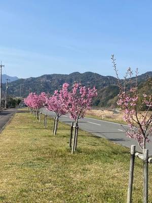 さくら