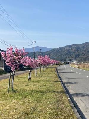 さくら