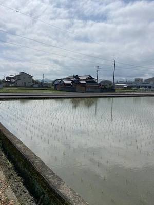田植え