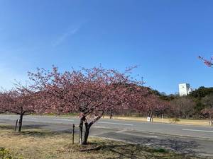 河津桜のつぼみ